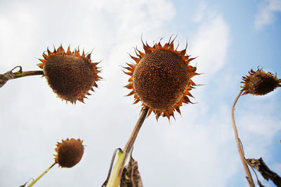 Low angle view of dried flowers against sky
