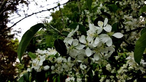 Close-up of flower tree