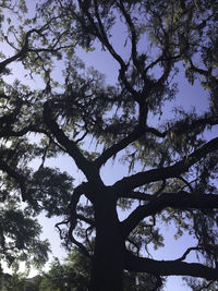 Low angle view of trees in forest against sky