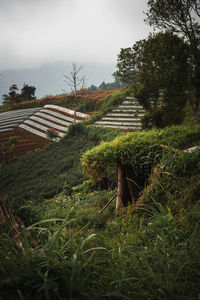 Plants growing on field against sky