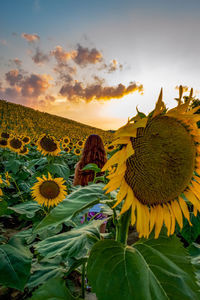 Close-up of sunflower against sky during sunset