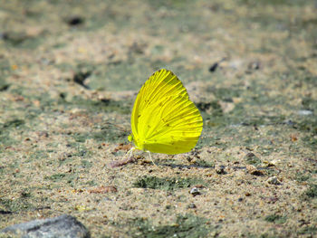 Close-up of butterfly on leaf