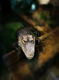 Close-up of crocodile in water