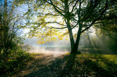 Sunlight through trees in forest