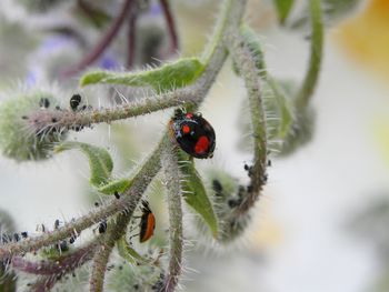 Close-up of ladybug on plant