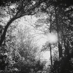 Low angle view of trees