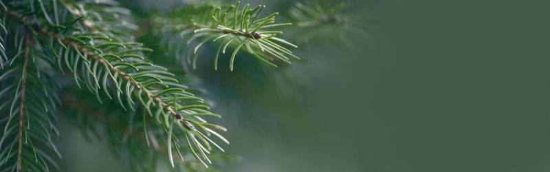 Natural spring tree background. dark green pine tree branches. web banner header for website.