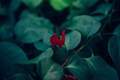 Close-up of red flowers blooming outdoors