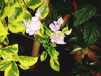 Close-up of plants