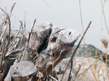 Close-up of plant