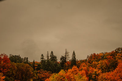 Low angle view of trees against sky