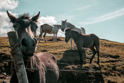 Horses grazing on field against sky