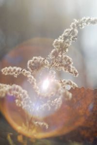 Close-up of frozen plant against sky