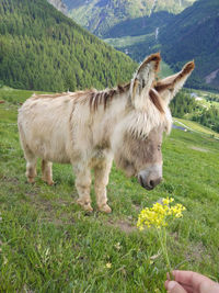 White and hairy donkey from the french alps, with one hand feeding it with yellow flowers.