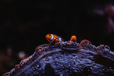 Close-up of crab