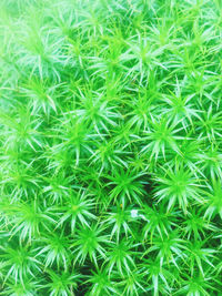 Full frame shot of succulent plants on field