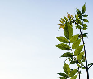 Low angle view of leaves against sky
