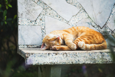 Cat sleeping on retaining wall