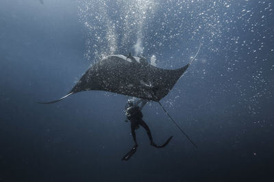 Low angle view of manta ray and scuba diver in sea