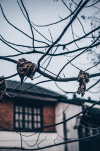 Low angle view of a tree