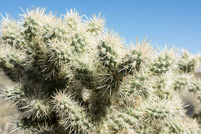 Close-up of cactus against clear sky