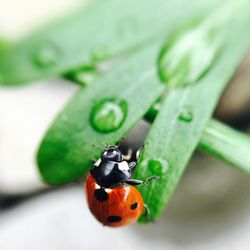 Close-up of ladybug on leaf