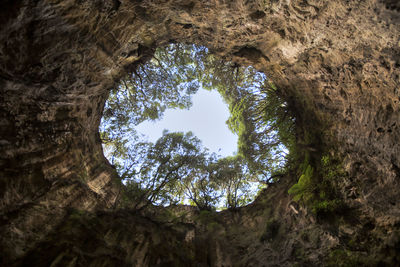 Low angle view of trees seen through hole