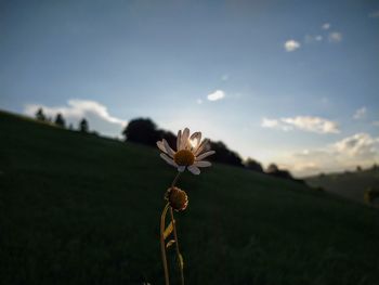 Close-up of flowering plant on field against sky