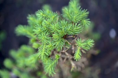 Close-up of green plant