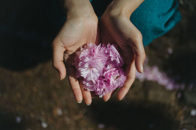 Close-up of hand holding pink rose