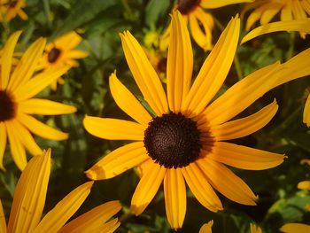 Close-up of yellow flowering plant