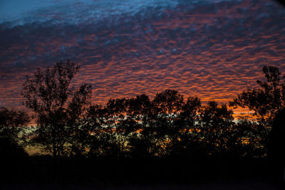 Silhouette trees against sky at night