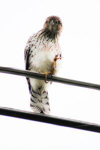 Close-up of owl perching on wall against clear sky