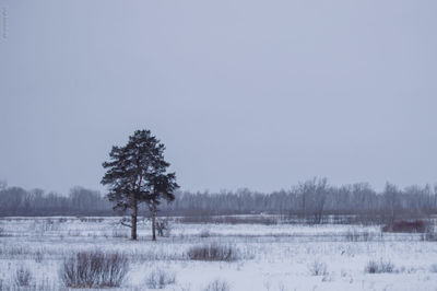 Trees on field against clear sky during winter