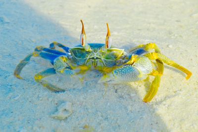 High angle view of caterpillar on sand