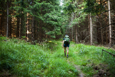 Rear view of woman walking in forest