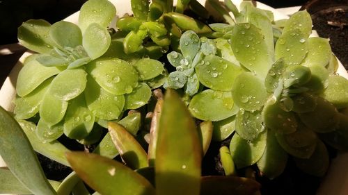 Close-up of water drops on plant