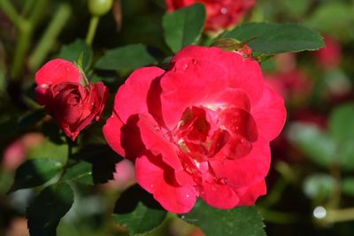 Close-up of red rose