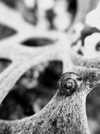 Detail shot of tree trunk