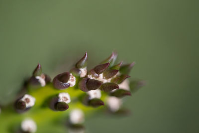 Close-up of fresh white flowers against green background