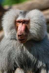 Close-up of baboon outdoors