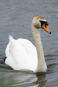 Swan swimming in water