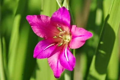 Close-up of pink flower