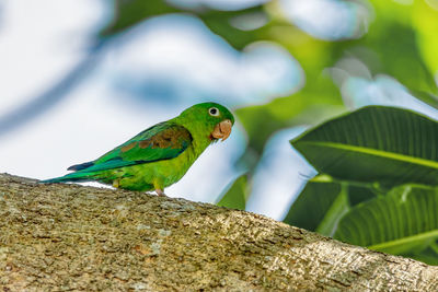 Close-up of parrot perching on tree