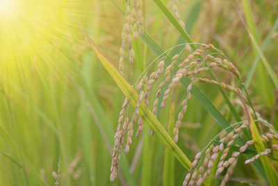 Close-up of wheat growing on field