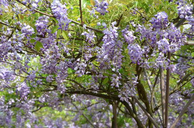 Close-up of fresh purple flowers on tree
