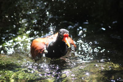 View of duck swimming in lake