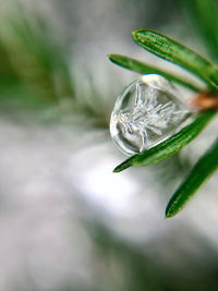 Close-up of dew on plant