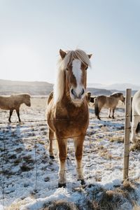 Portrait of horse standing by fence in animal pen during winter