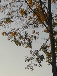 Low angle view of trees